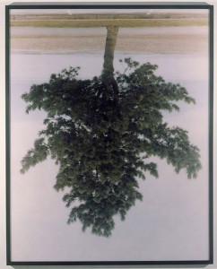 pine-tree-spanish-banks--rodney-graham Pine Tree, Spanish Banks (Rodney Graham)